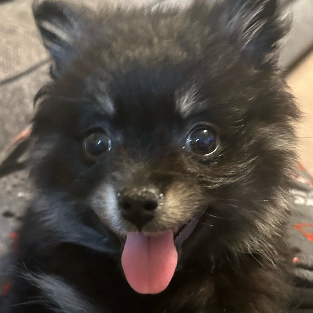 Meet your Posher, Alexis